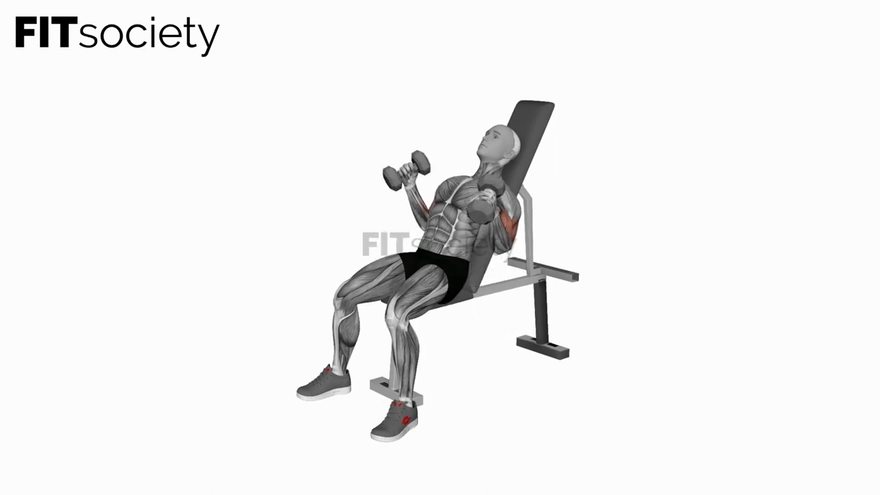 Dumbbell Incline Hammer Simultaneous Curl