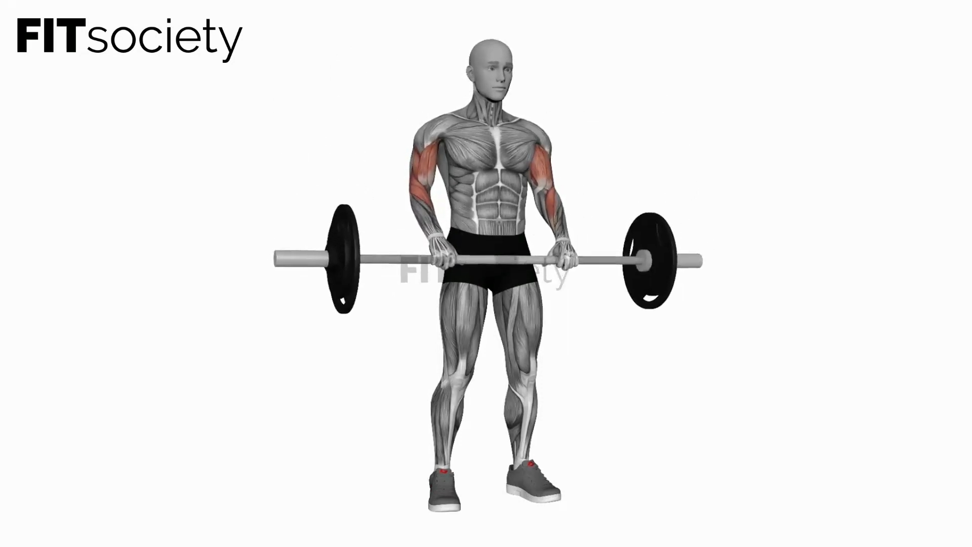 Barbell Reverse Biceps Curl
