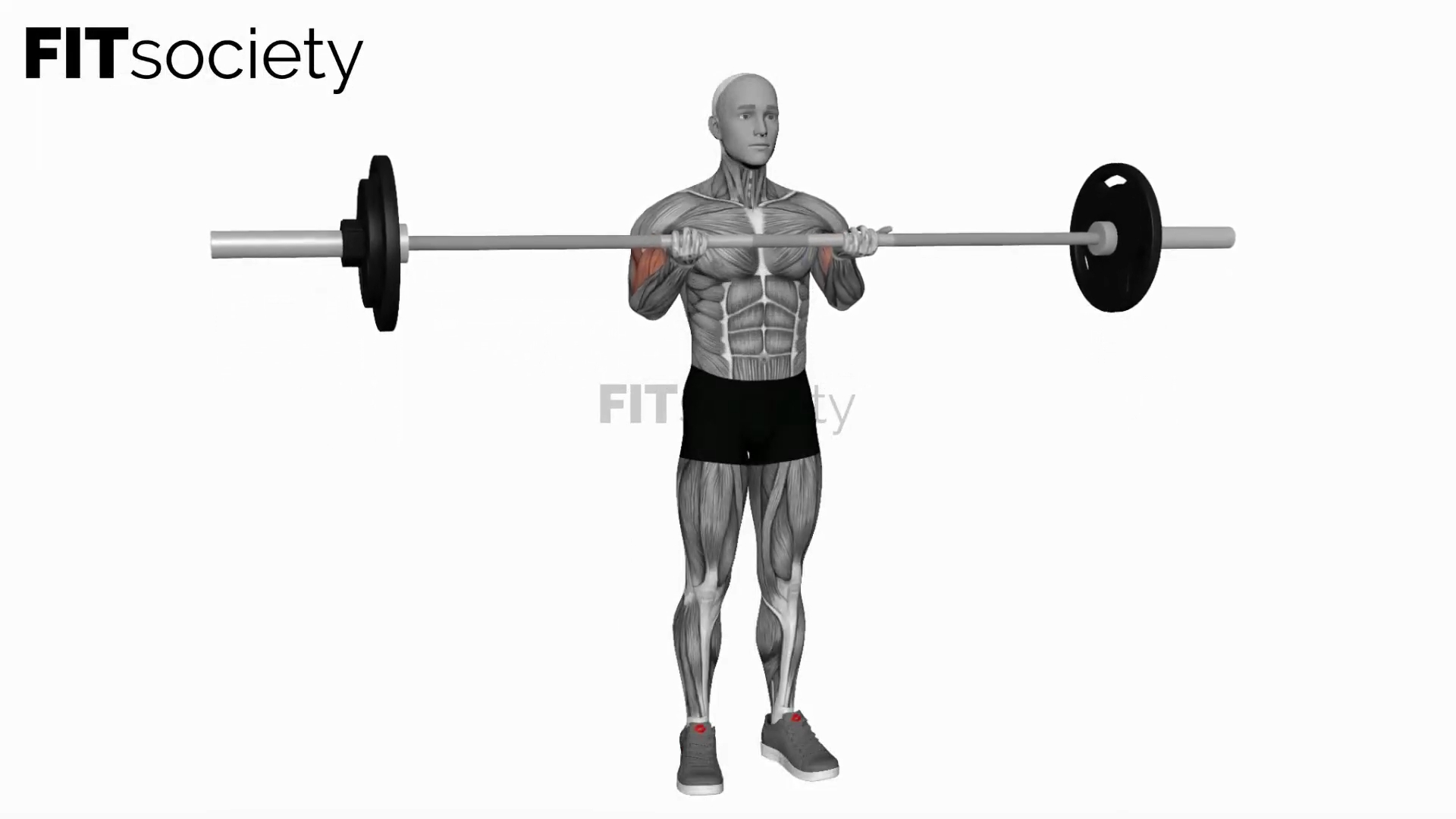 Barbell Standing Close-Grip Curl