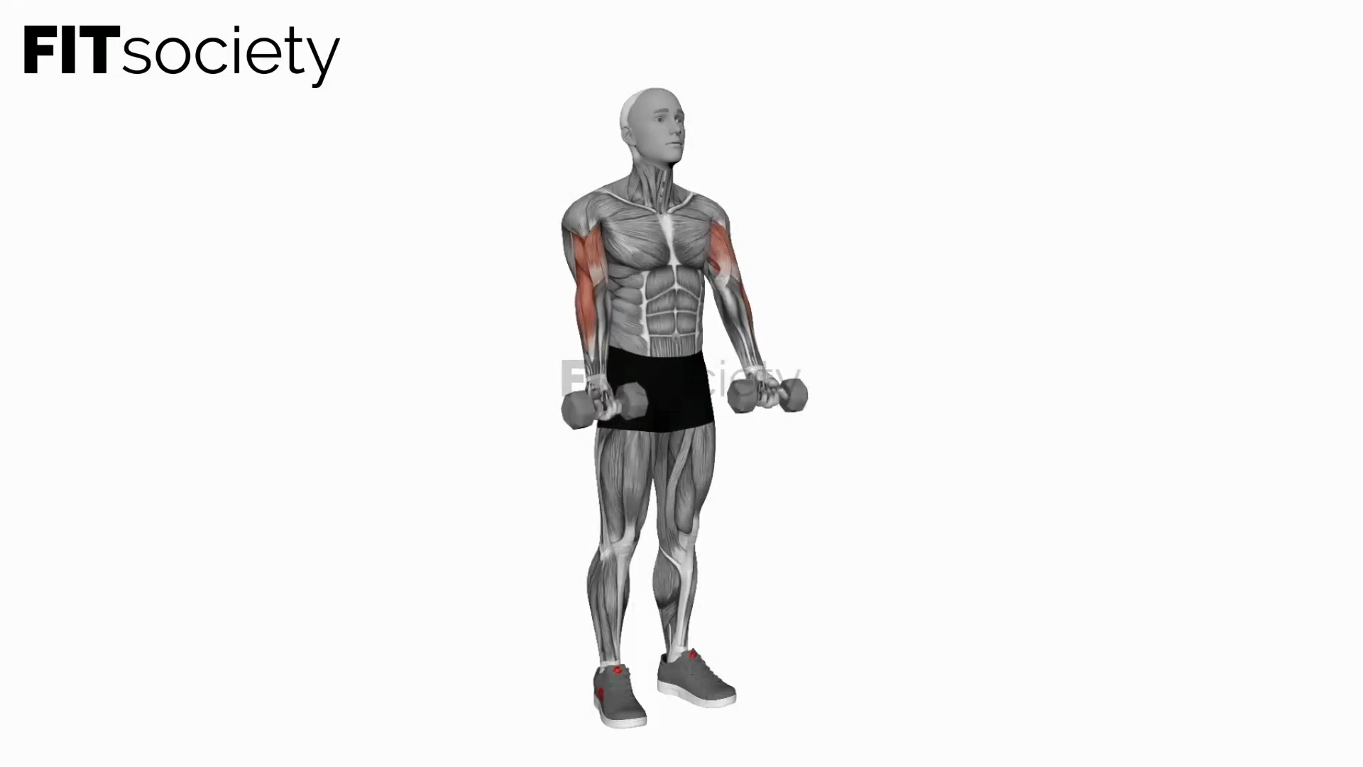 Dumbbell Zottman Curl