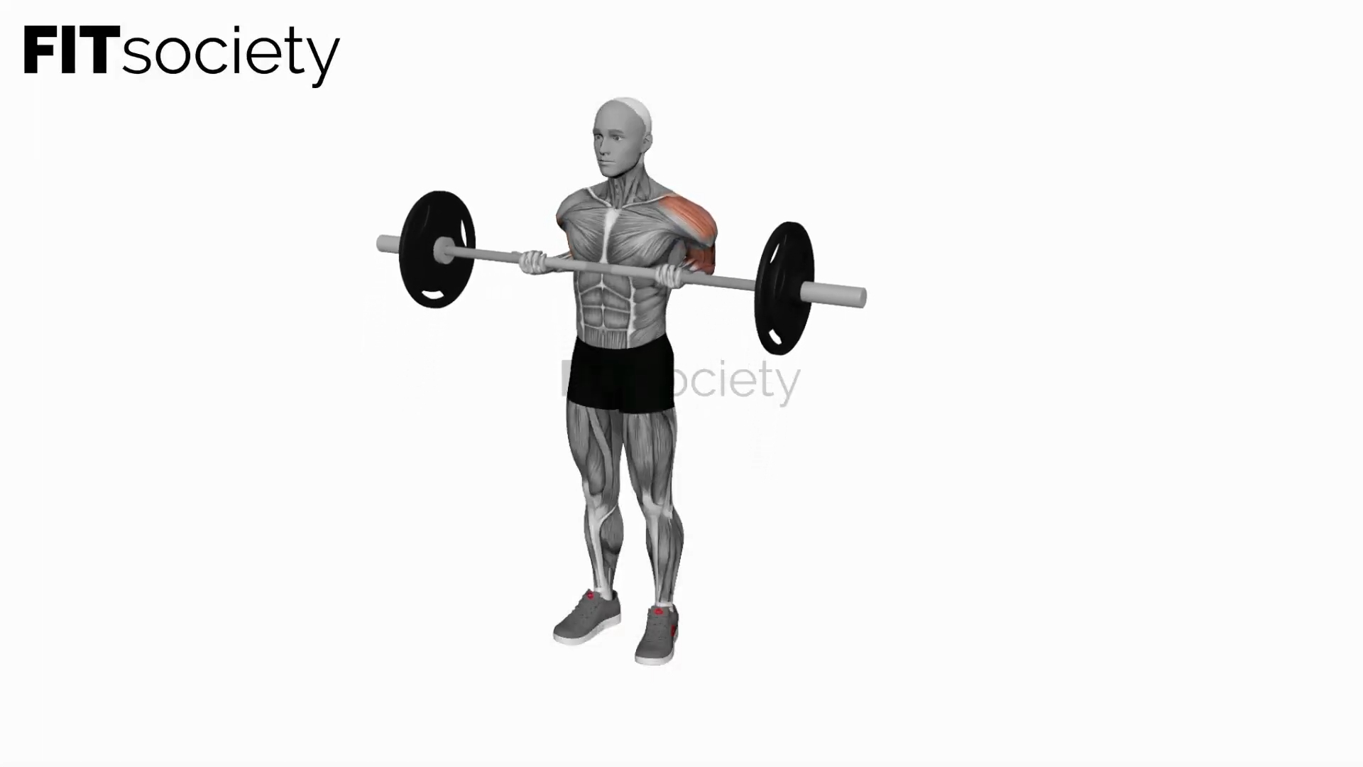 Barbell Drag Biceps Curl