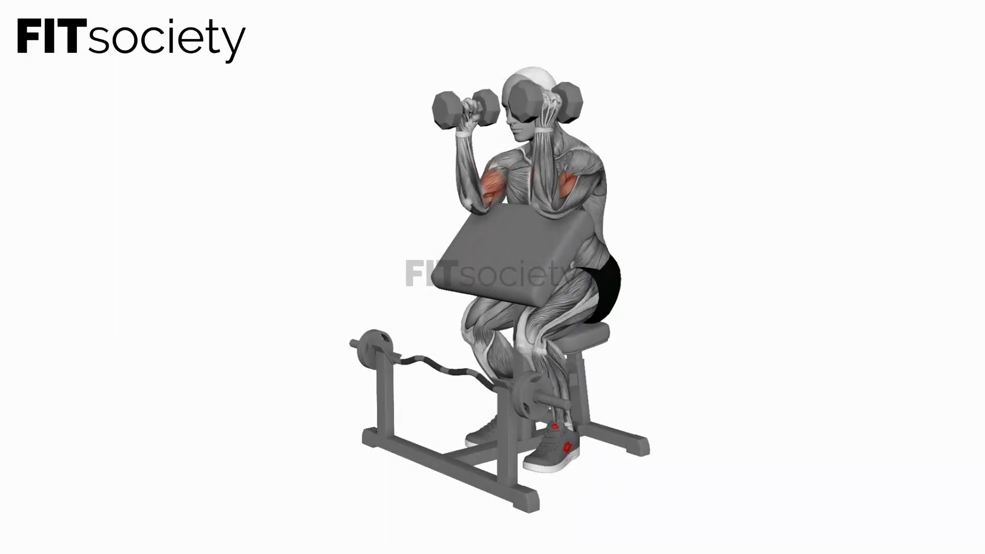 Simultaneous-Arm Dumbbell Hammer Preacher Curl