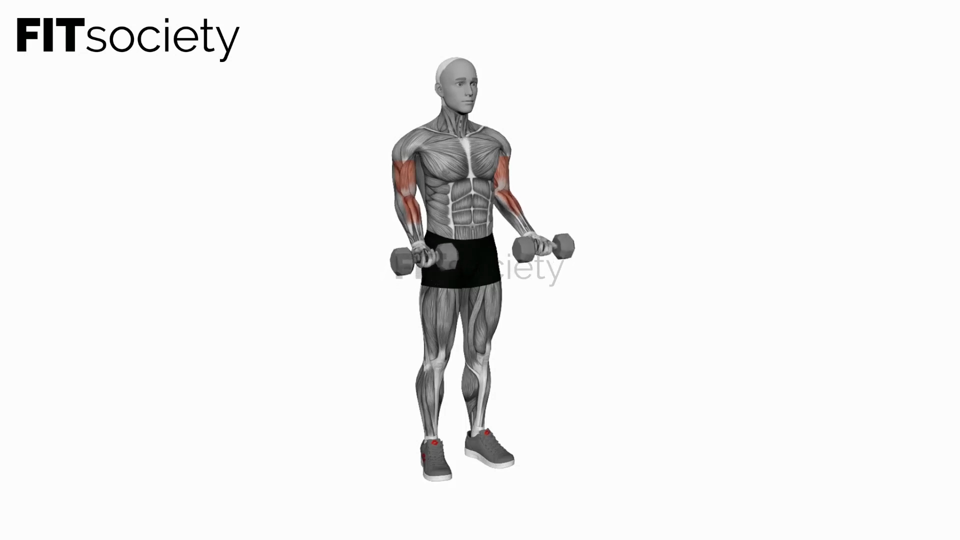 Dumbbell Simultaneous Biceps Curl