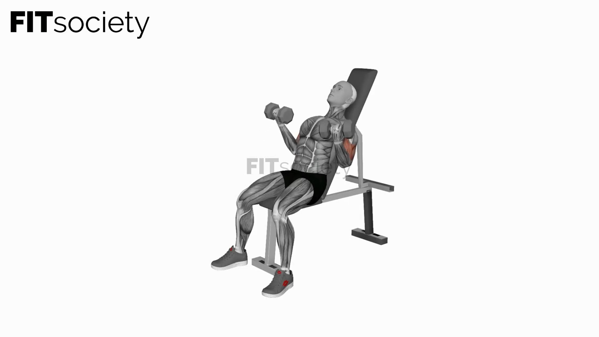 Dumbbell Incline Simultaneous Curl