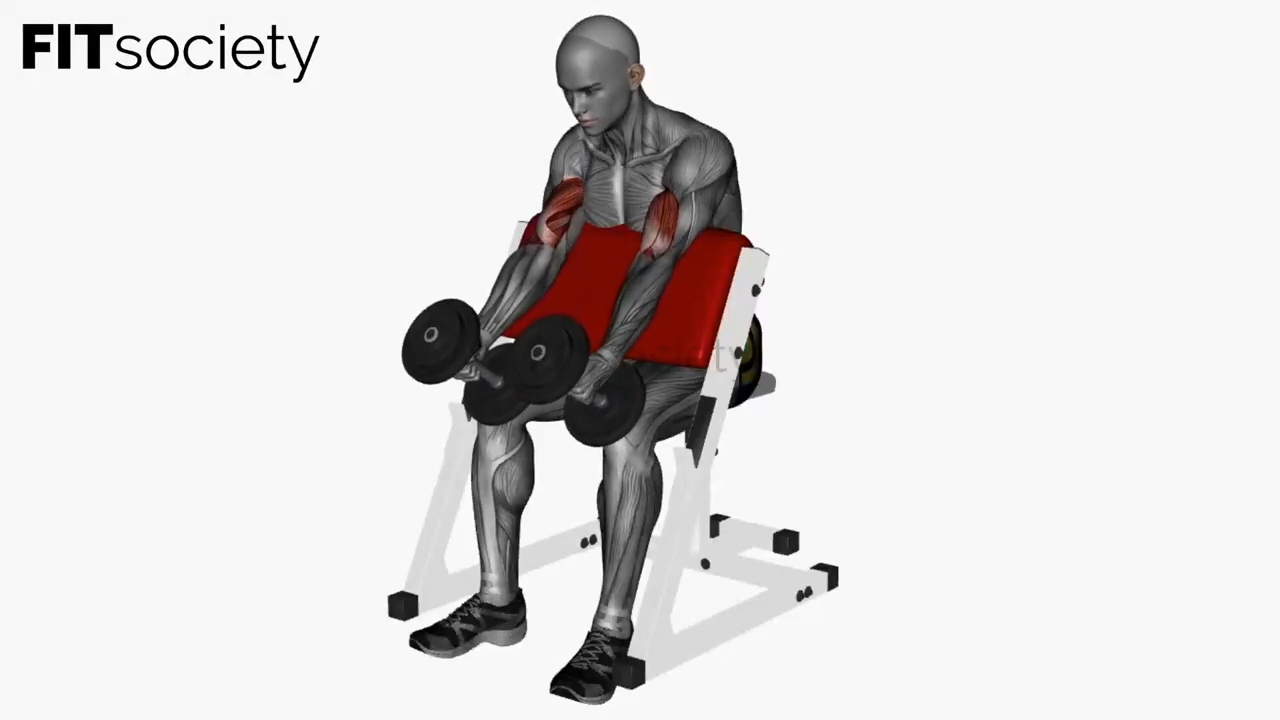 Preacher Hammer Curl Simultaneous