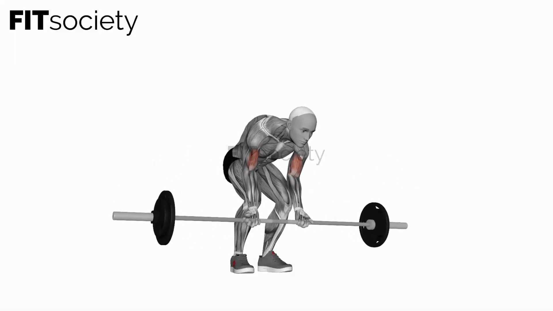 Barbell Standing Concentration Curl
