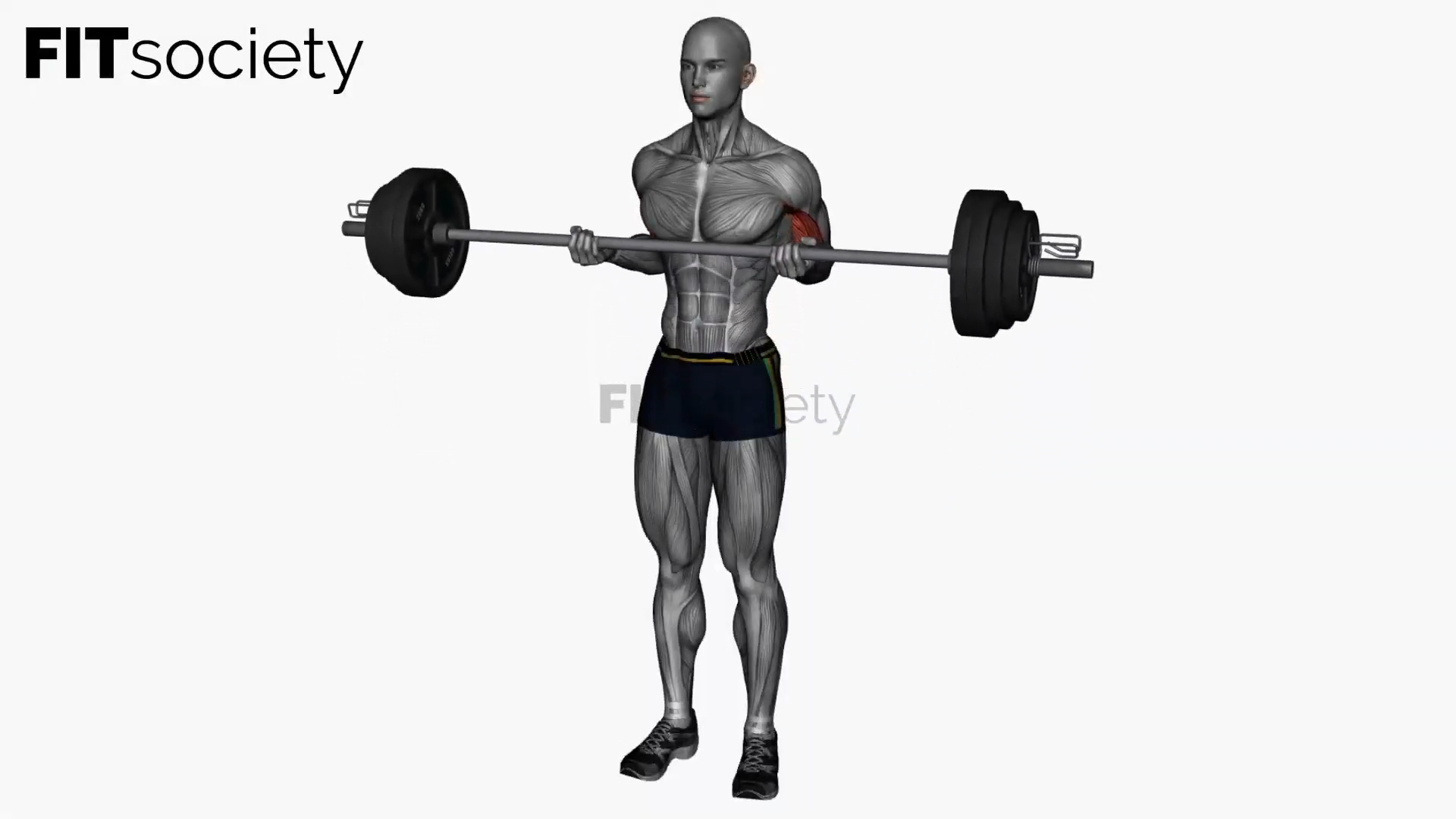 Barbell Drag Curl