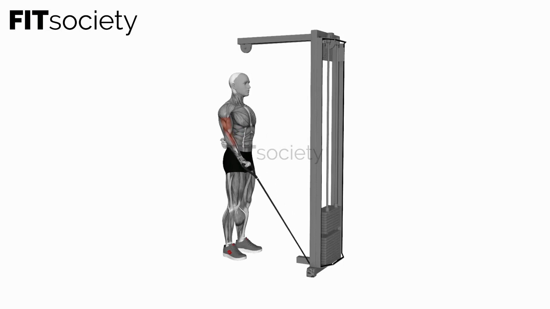 Cable One-Arm Curl