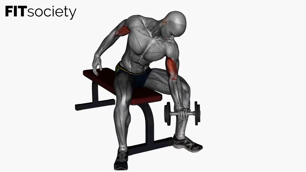 Concentration Curls Dumbbell
