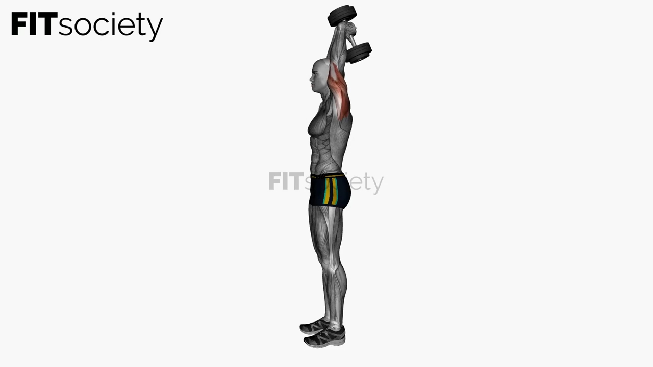 Extension des triceps au-dessus de la tête avec haltère debout