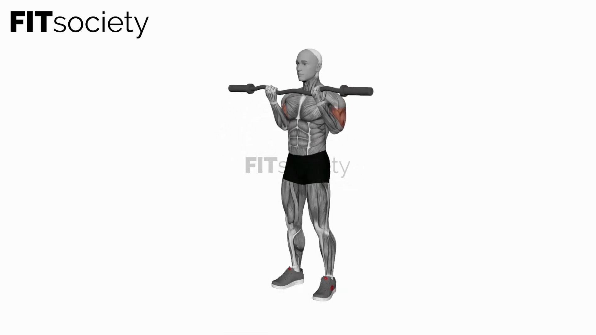 Ez Barbell Curl