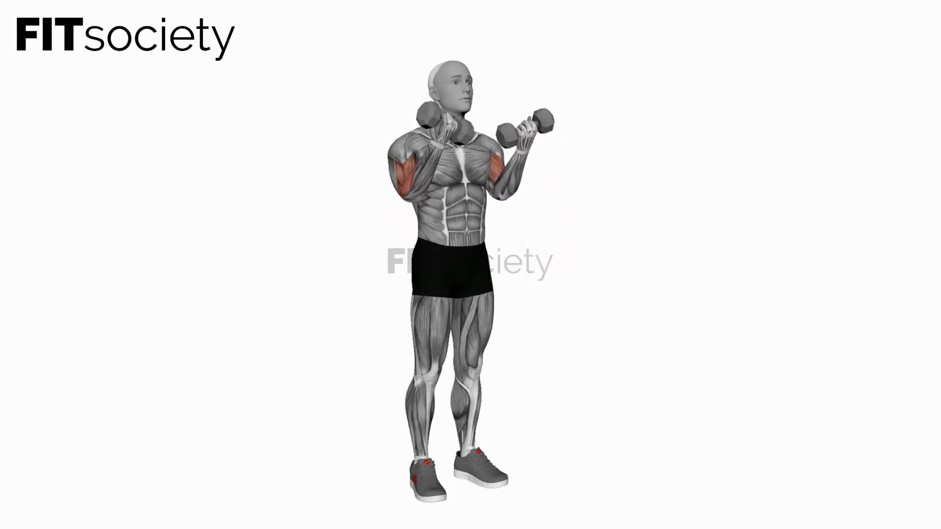 Dumbbell Zottman Curl