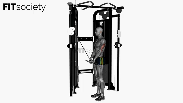 Cable Triceps Push Down Ez Bar Close Grip