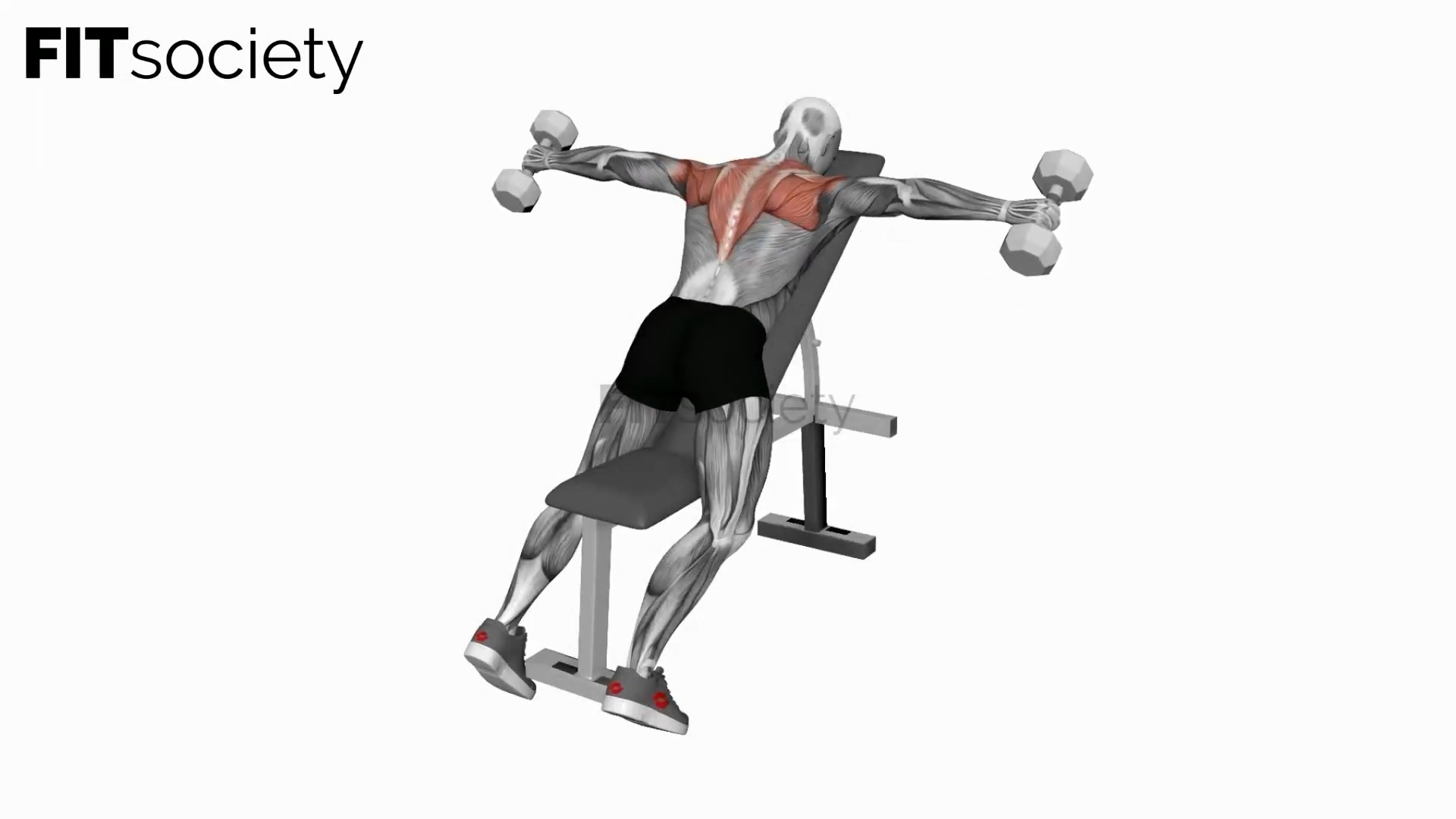Dumbbell Incline Rear Lateral Raise