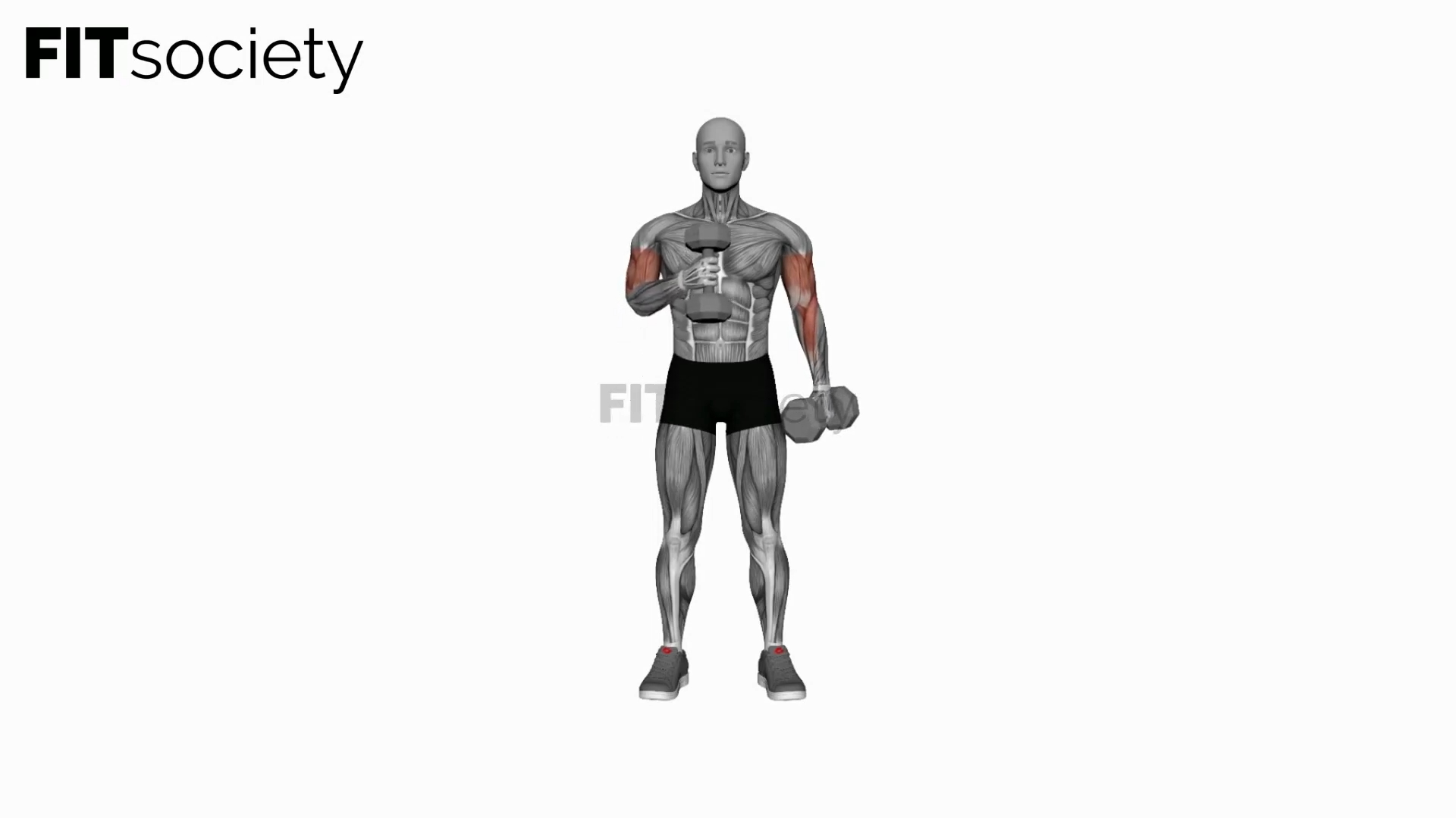 Dumbbell Cross Body Hammer Curl (Version 2)