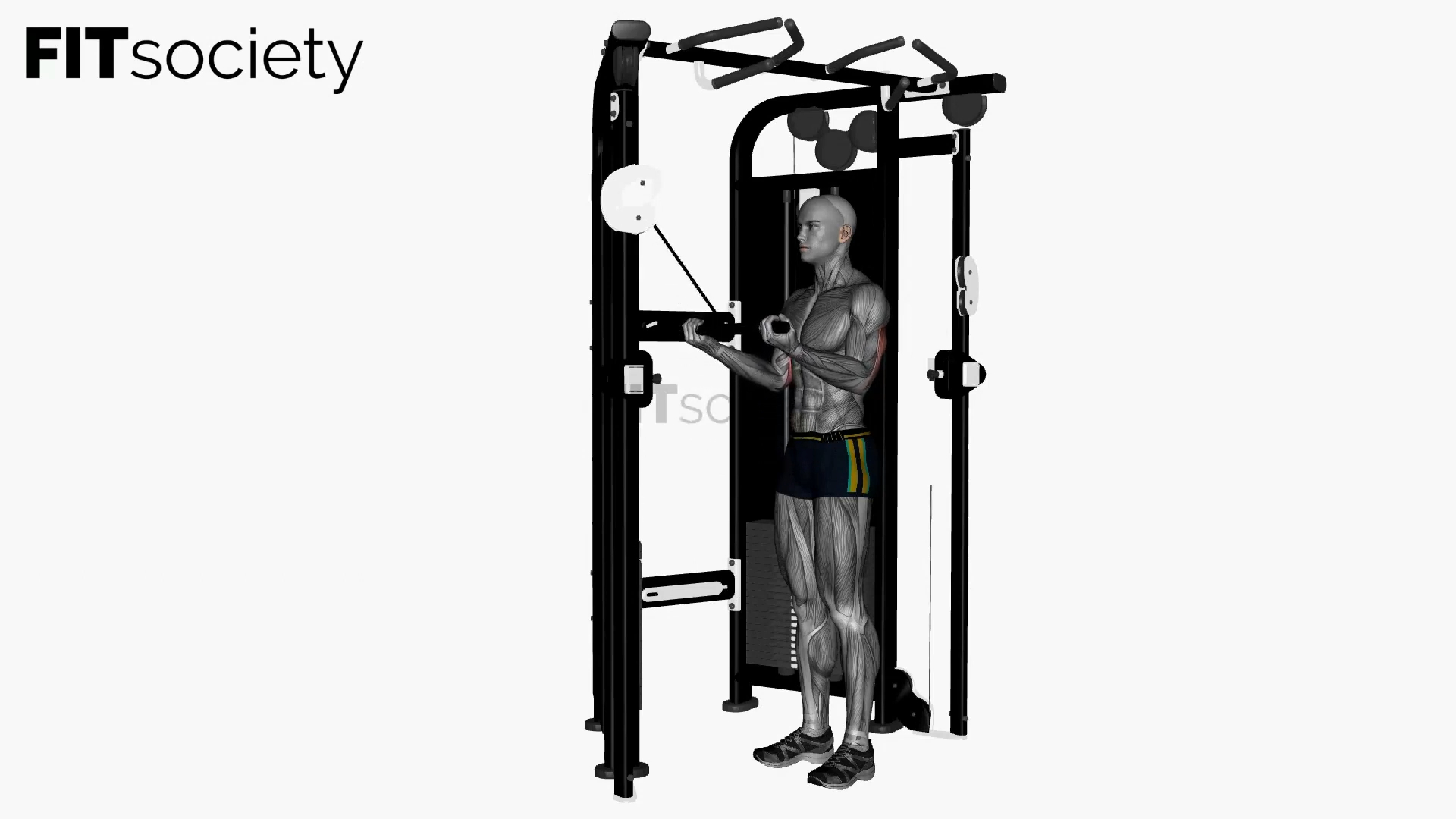 Cable Reverse-Grip Triceps Pushdown with Straight Bar
