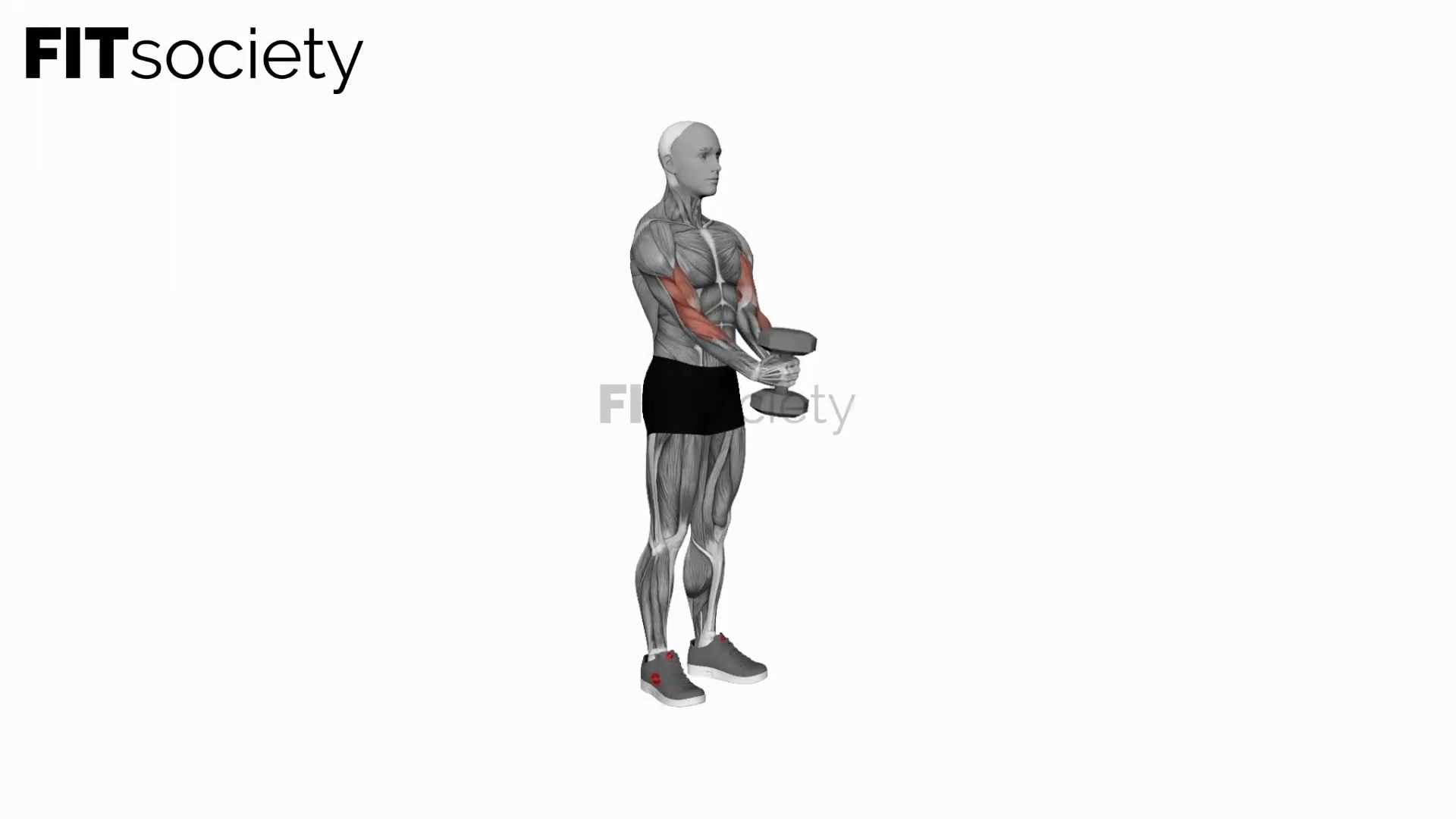 Dumbbell Waiter Biceps Curl