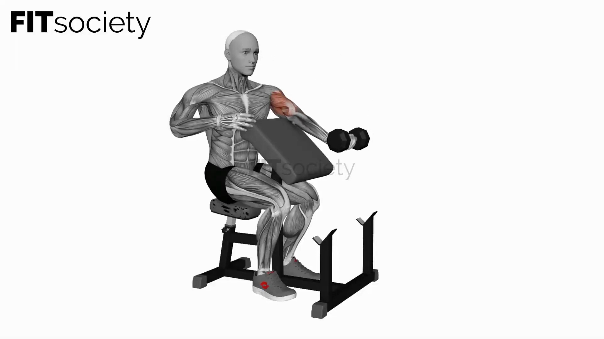 Dumbbell Preacher Curl (Turned Torso)