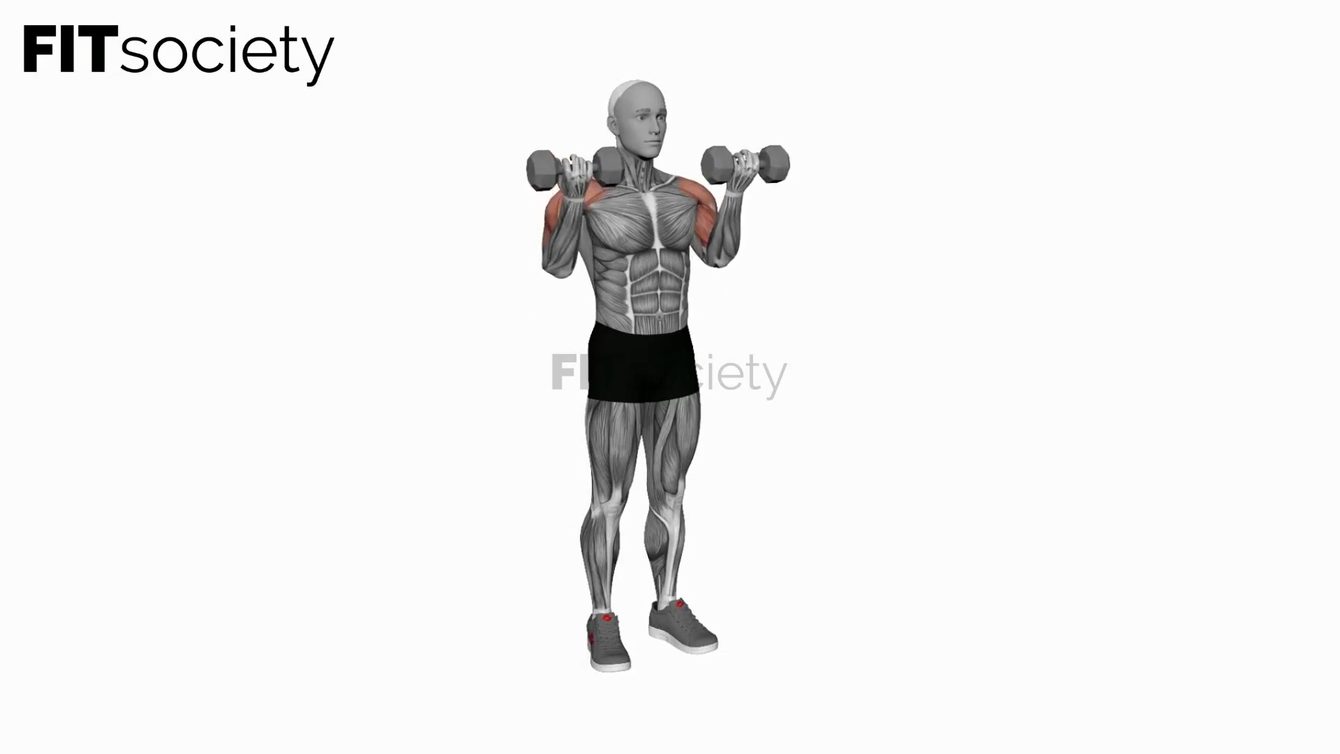 Dumbbell Drag Over Shoulder Bicep Curl