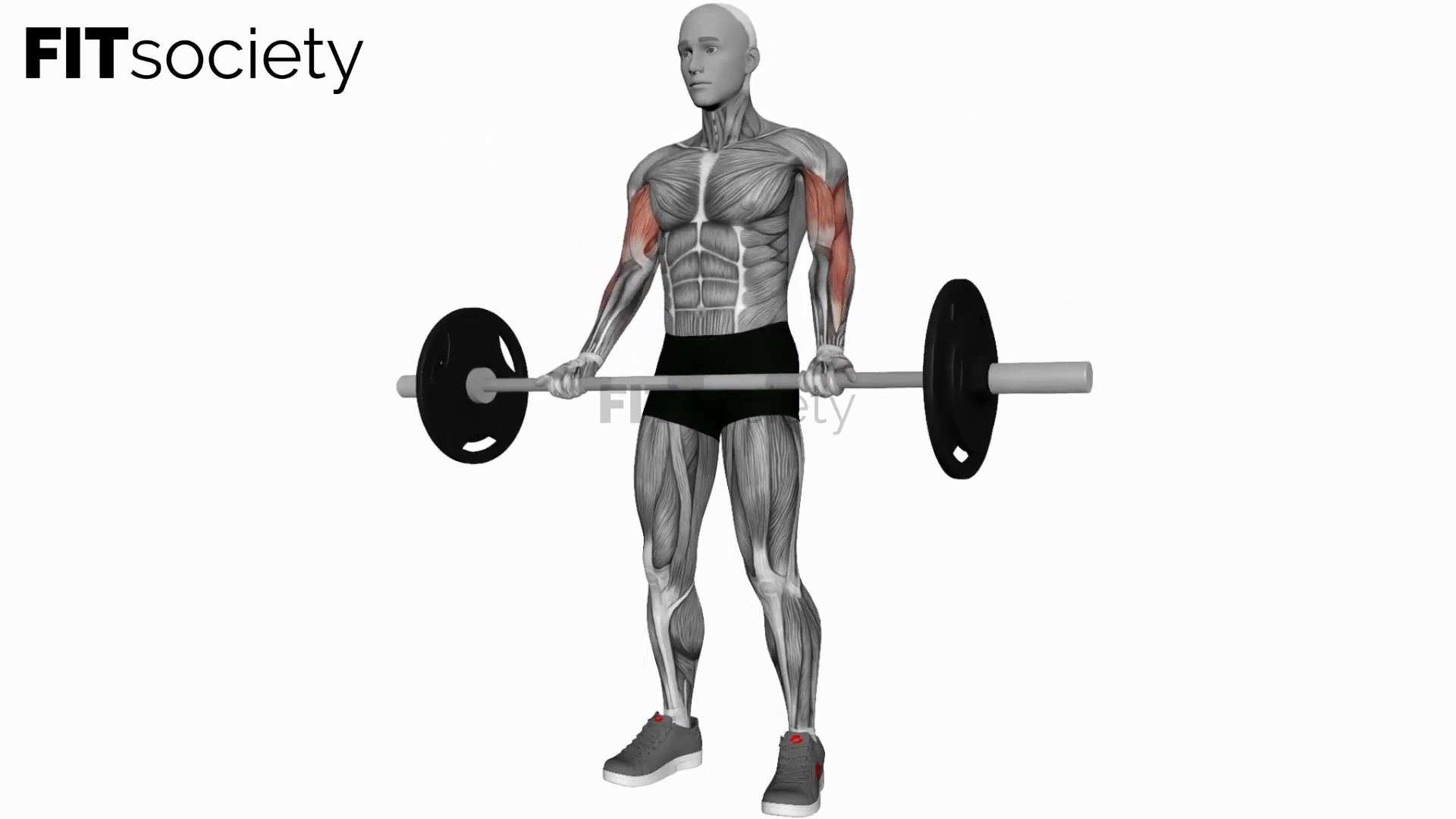 Curl des biceps à la barre