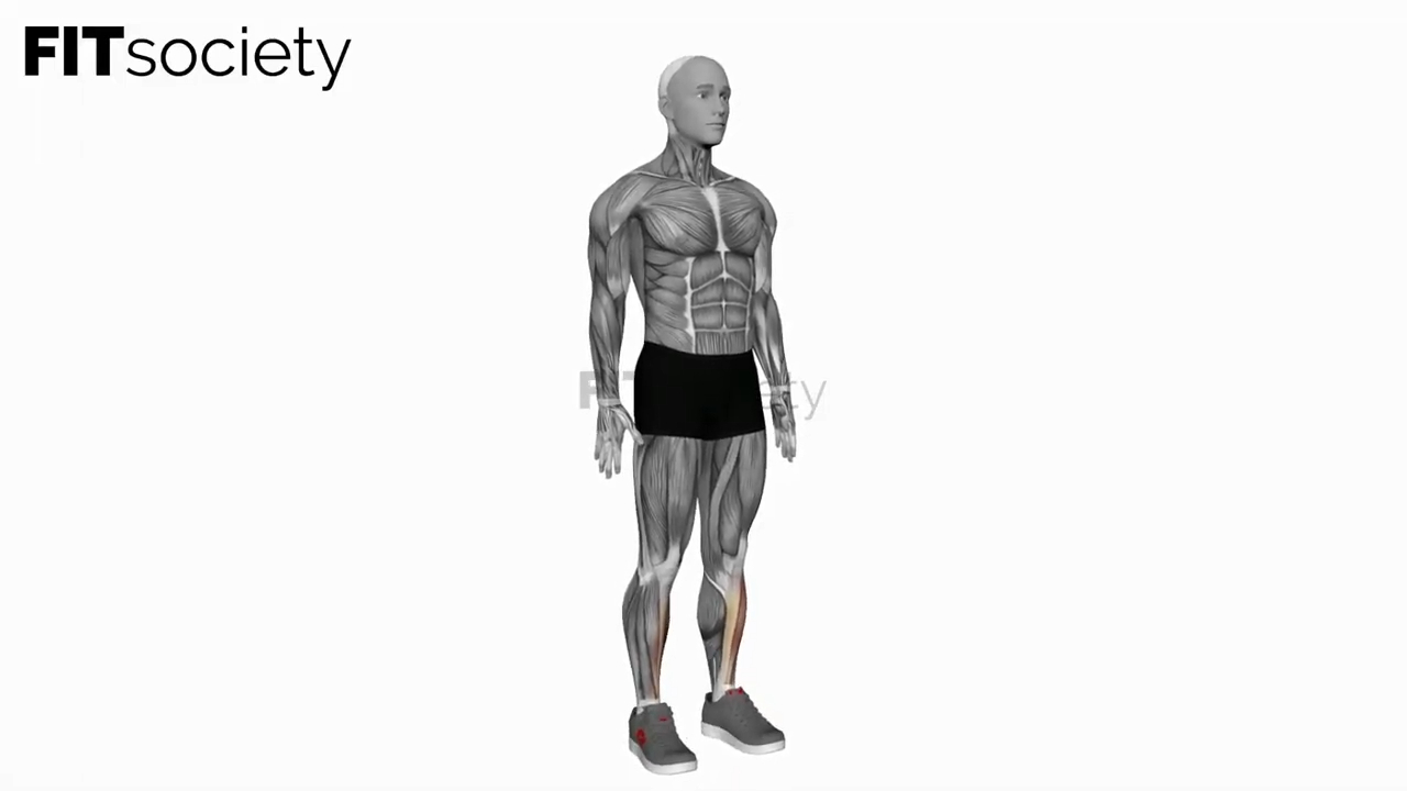 Ankle Dorsiflexion