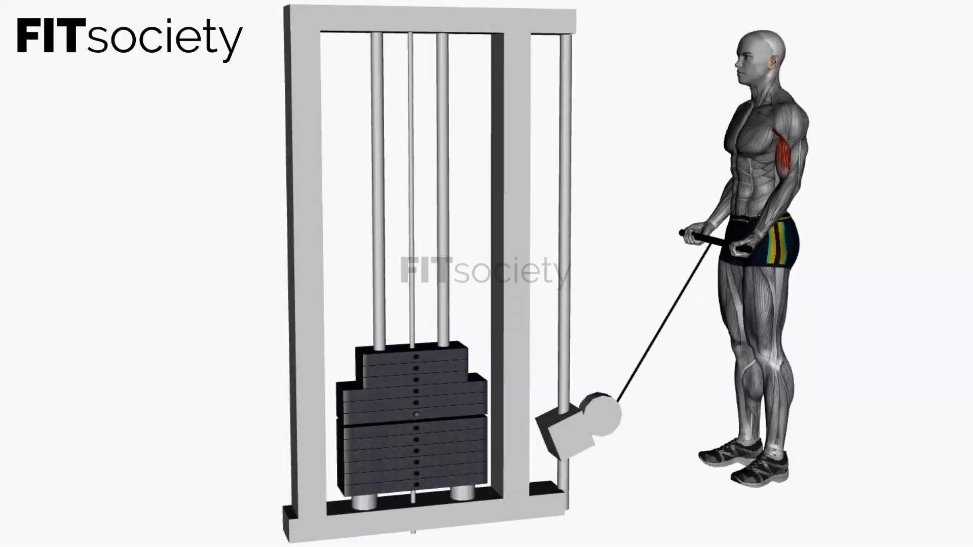 Cable Biceps Curl
