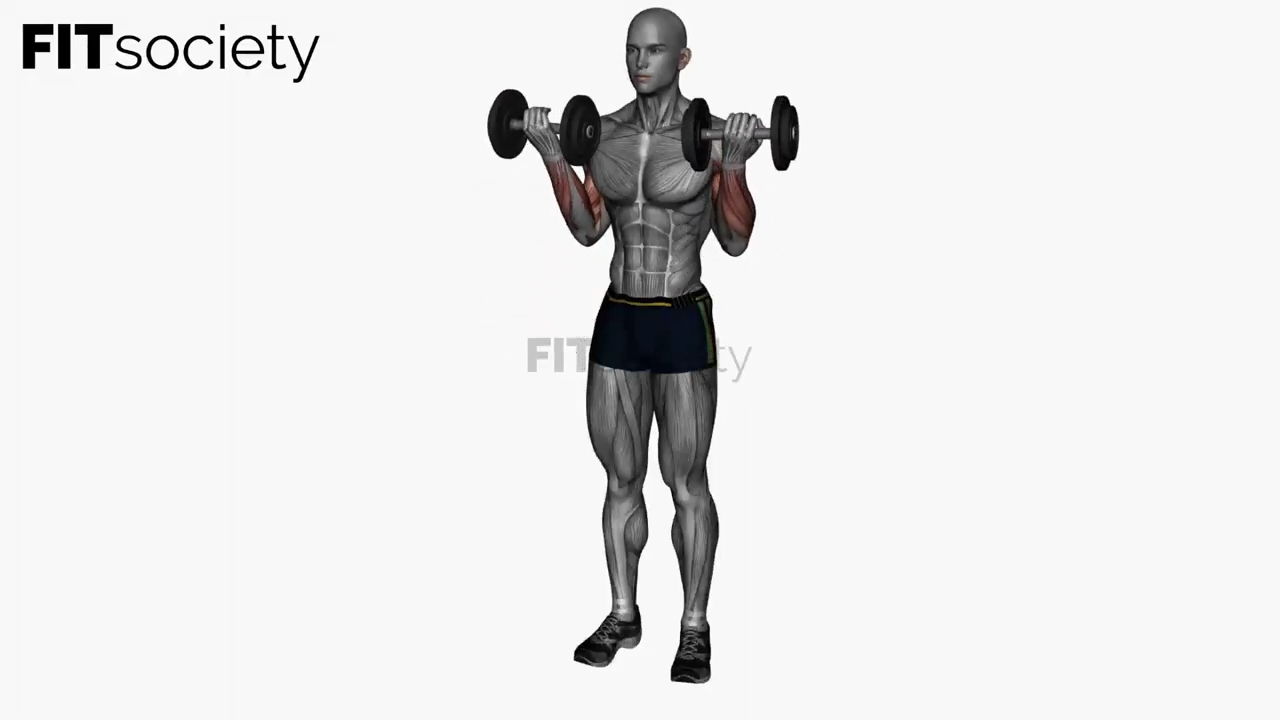 Simultaneous Dumbbell Zottman Curls