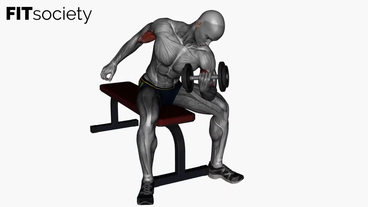 Concentration Curls Dumbbell