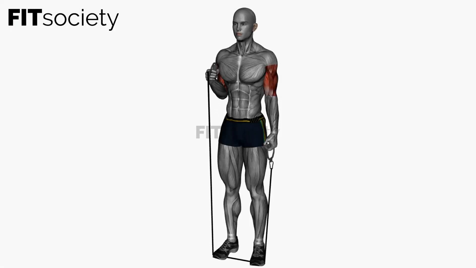 Alternating Biceps Hammer Curls Resistance Band