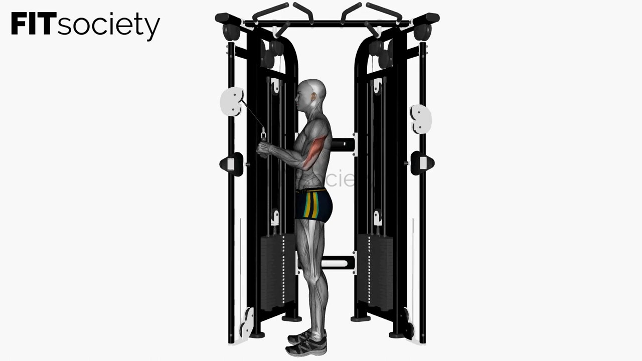 Extension des triceps à la poulie avec barre en V