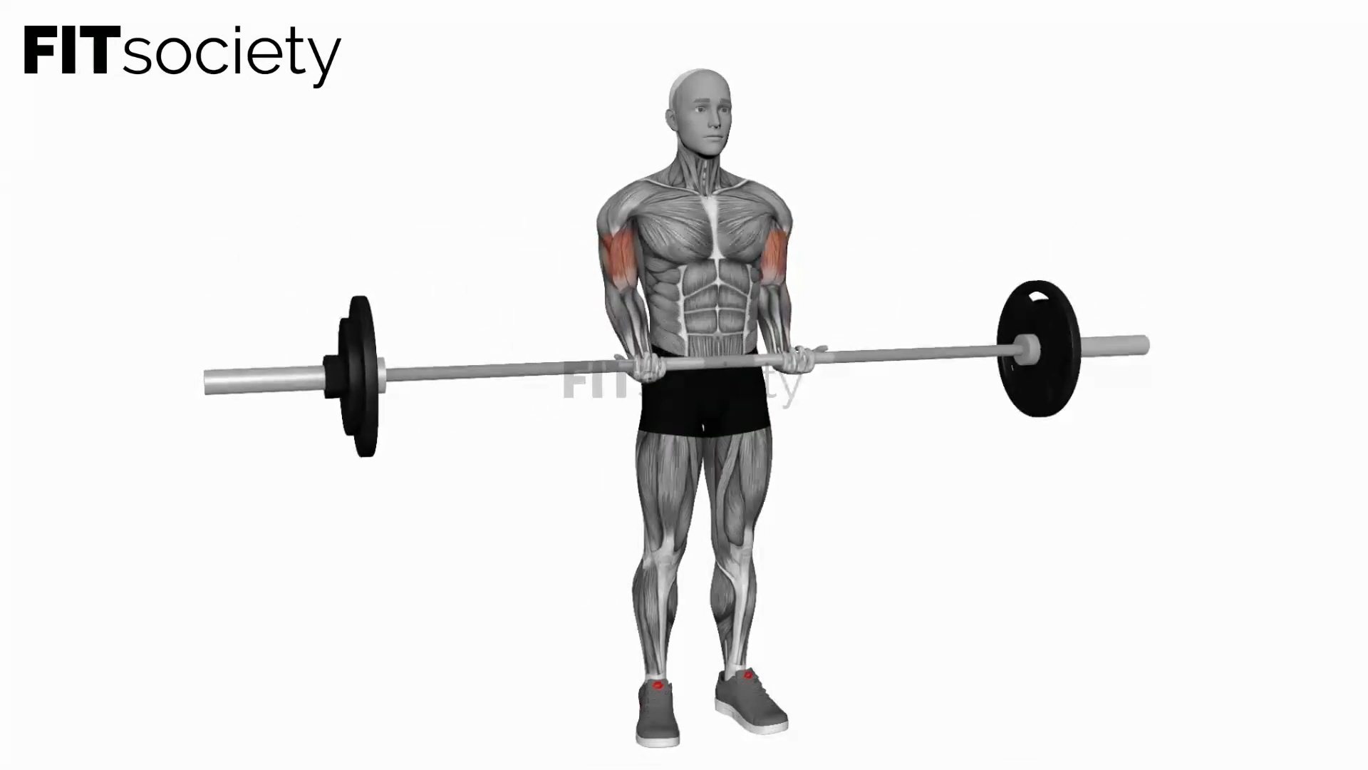 Barbell Standing Close-Grip Curl