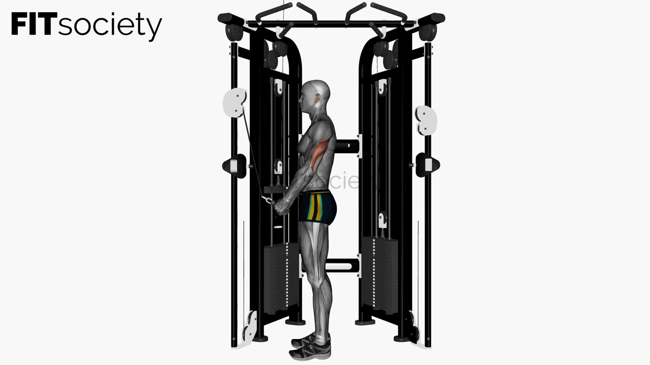 Extension des triceps à la poulie avec barre en V