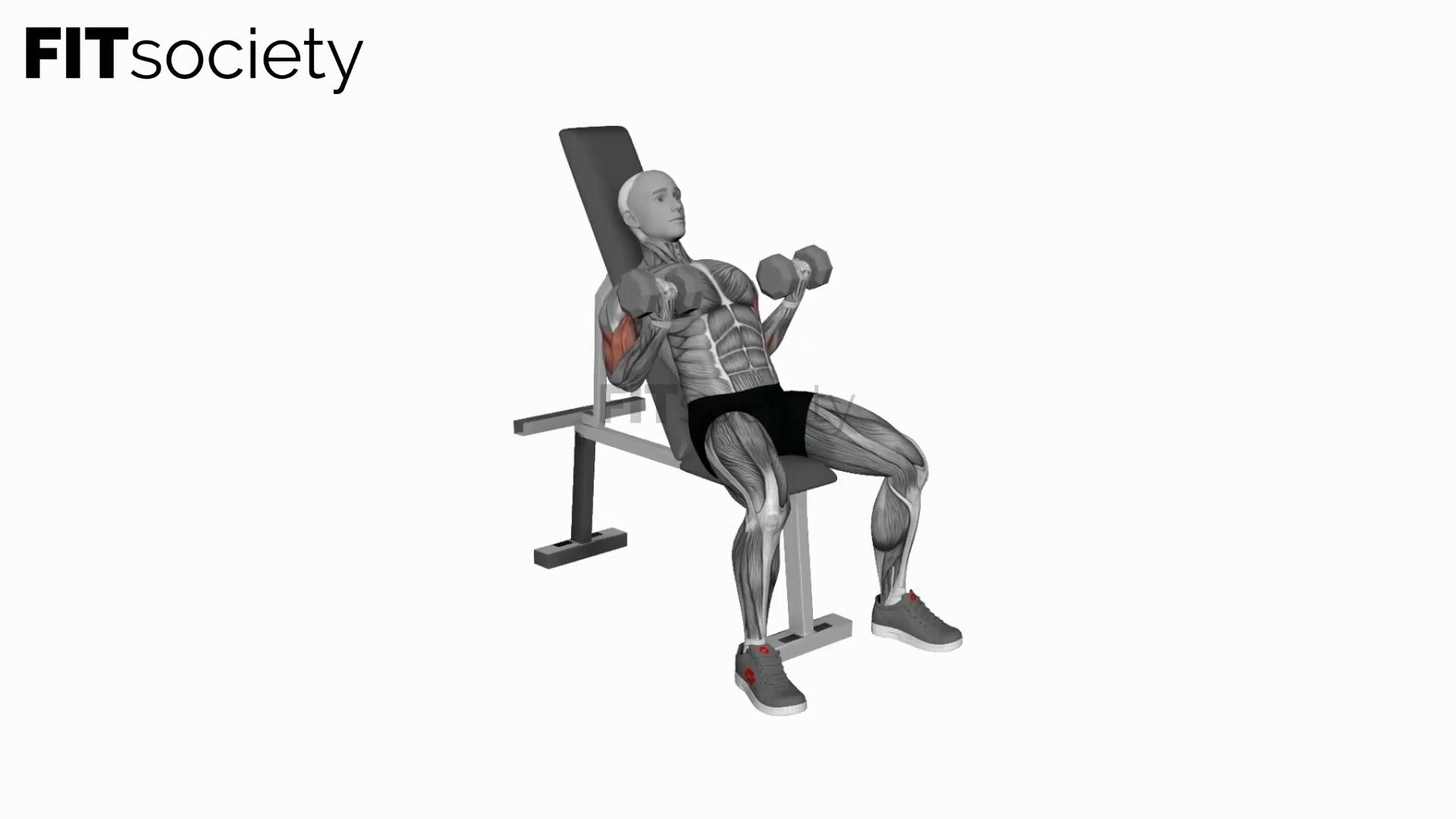 Dumbbell Incline Biceps Simultaneous Curl