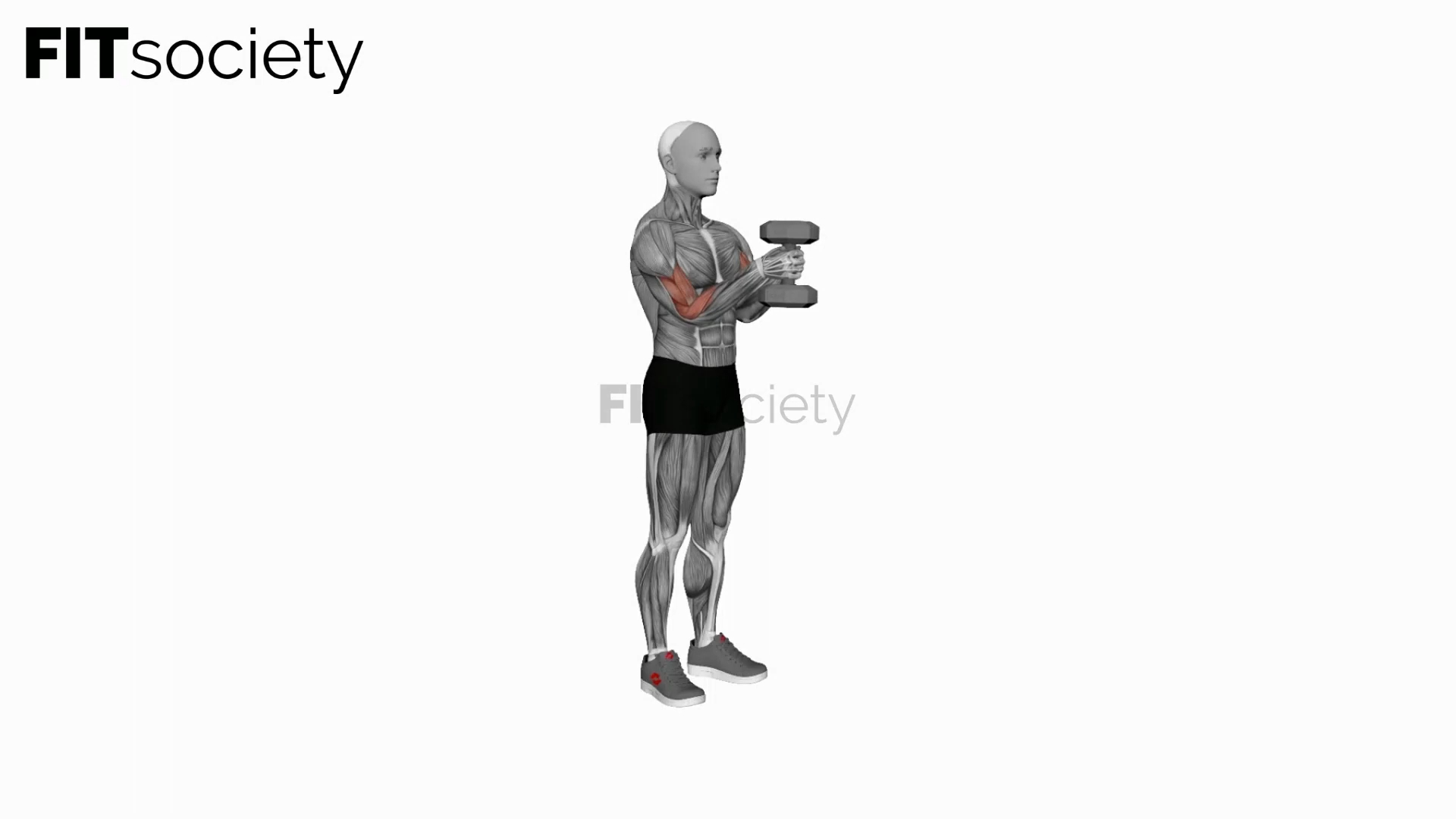Dumbbell Waiter Biceps Curl