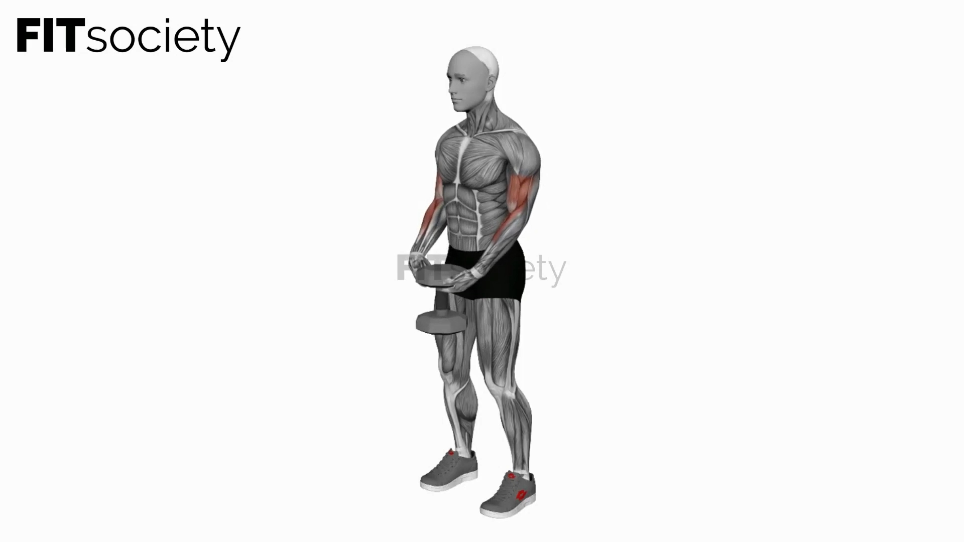Single Dumbbell Biceps Curl