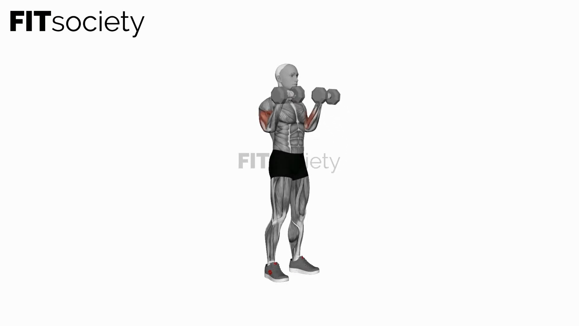 Dumbbell Reverse-Grip Biceps Curl