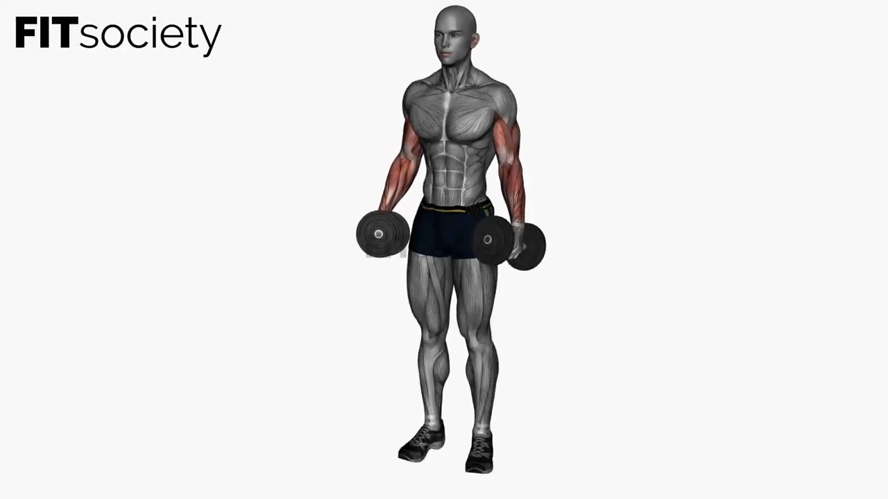 Simultaneous Dumbbell Zottman Curls