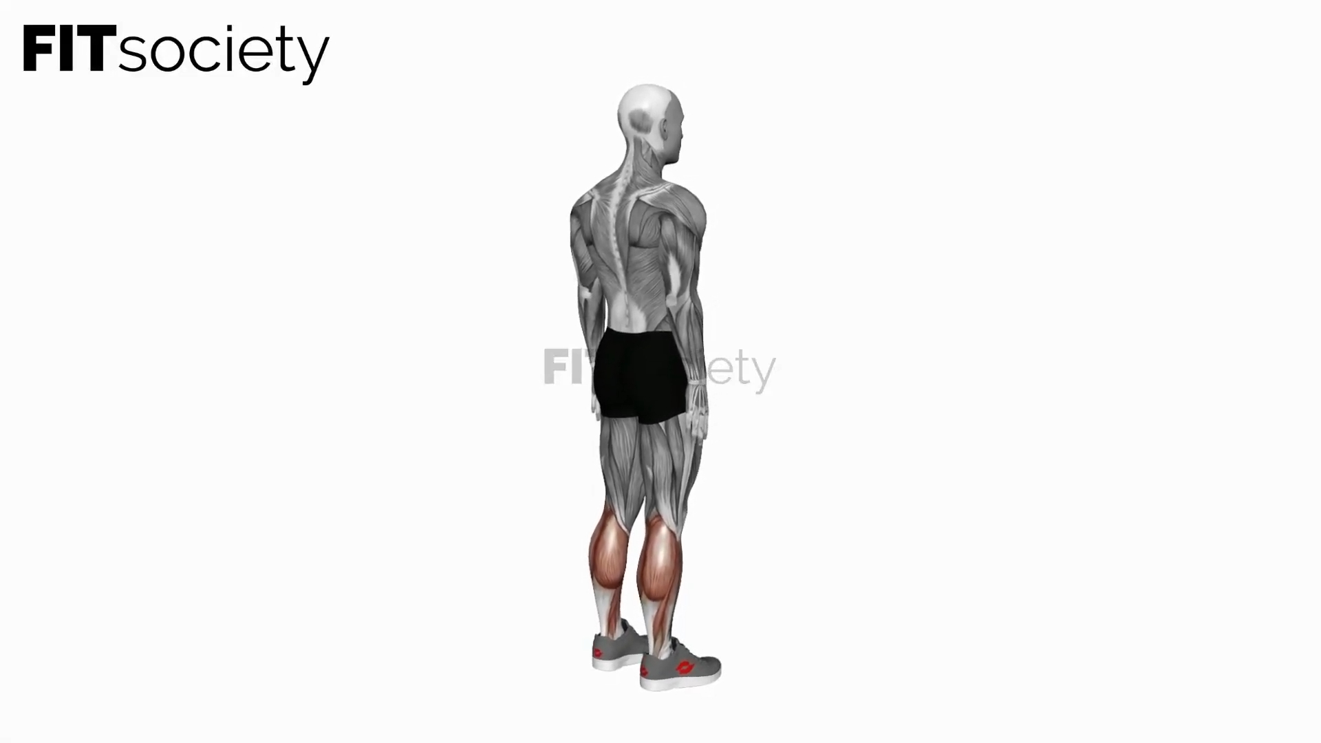 Ankle Plantar Flexion
