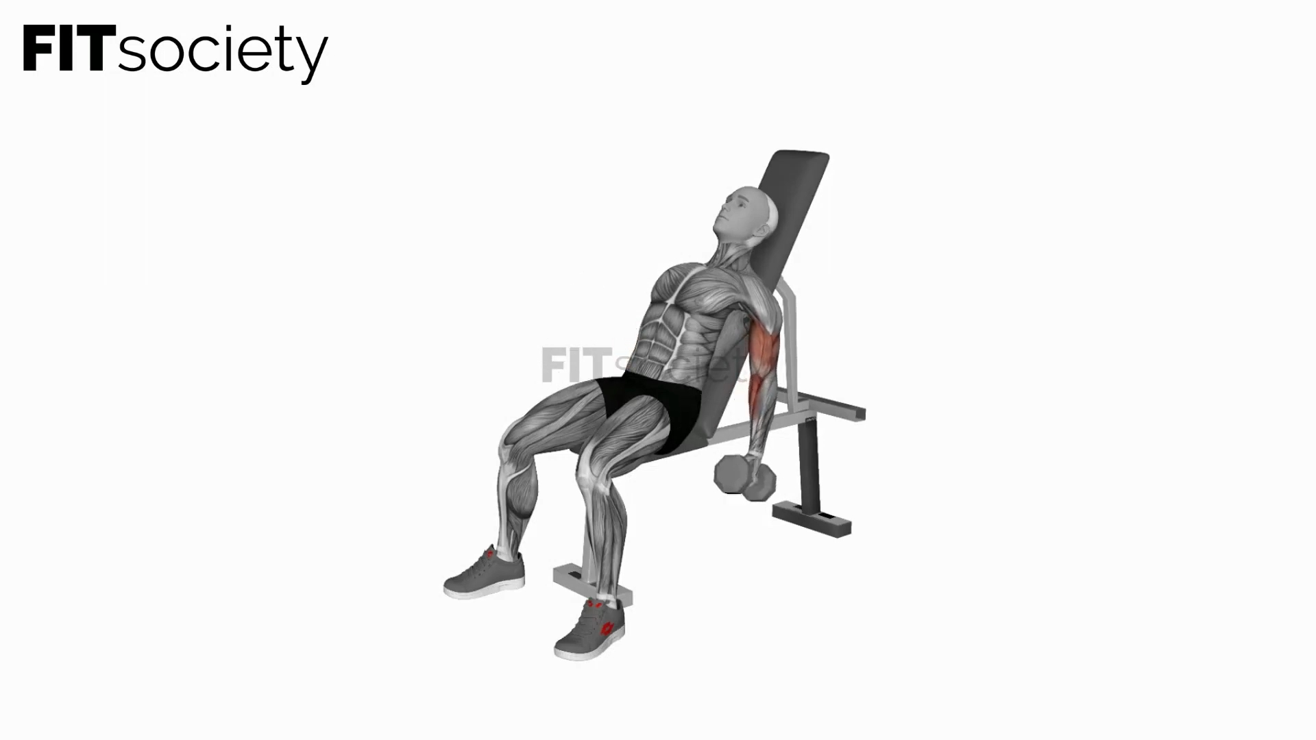 Dumbbell Incline Hammer Simultaneous Curl