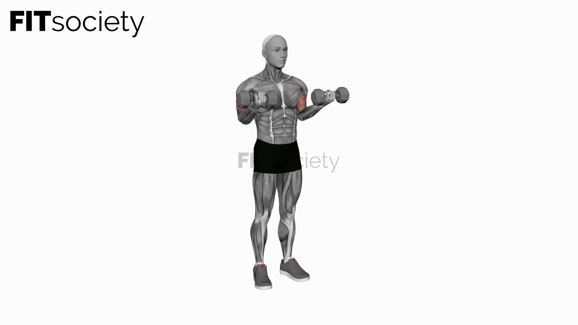 Dumbbell Half Biceps Curl for 21s