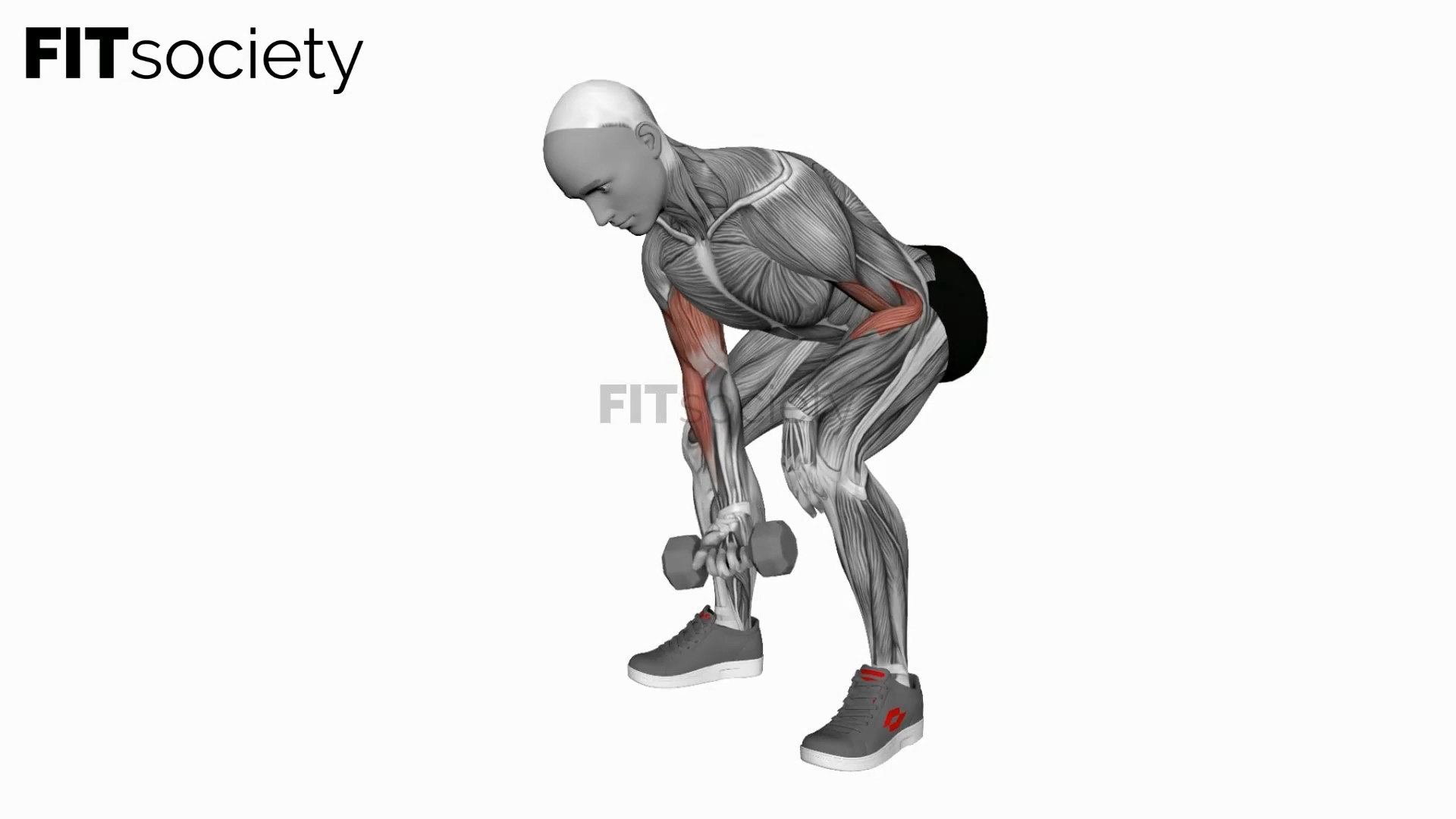 Dumbbell Standing One Arm Concentration Curl
