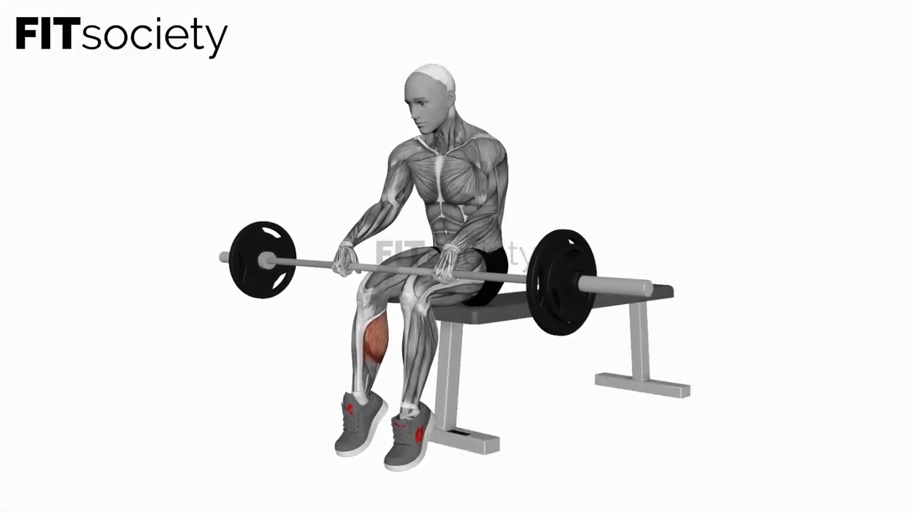Barbell Seated On Knee Calve Raises