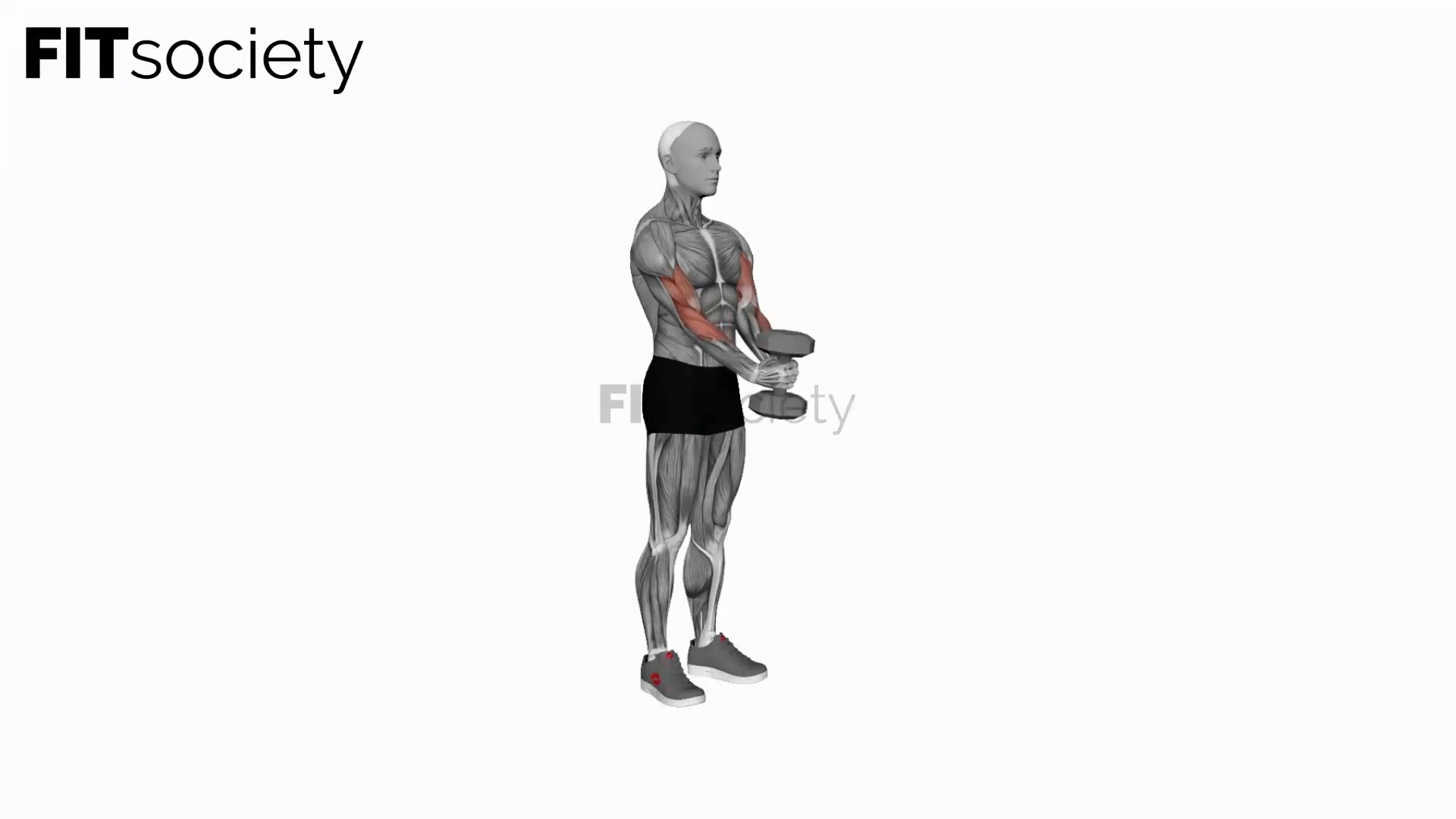 Dumbbell Waiter Curl