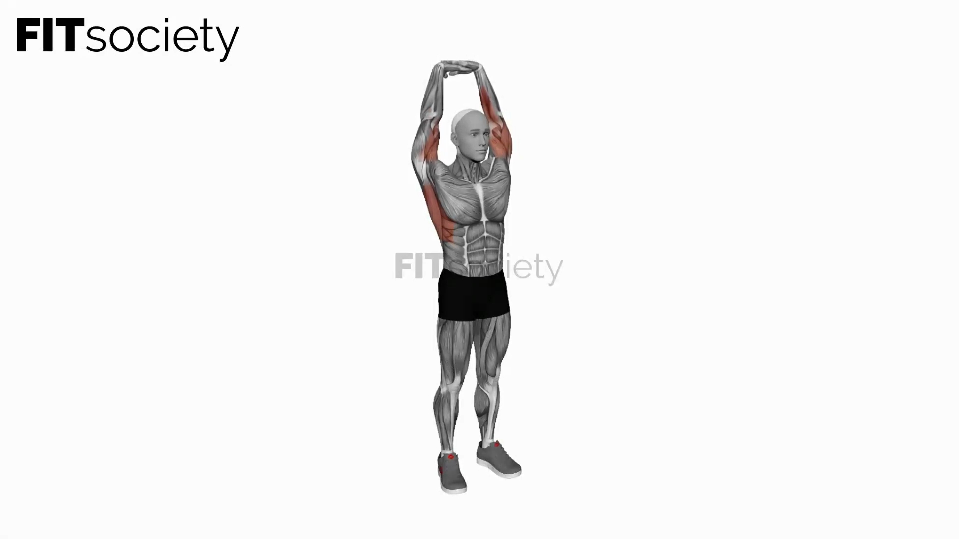 Arm Extension in Vertical Stretch