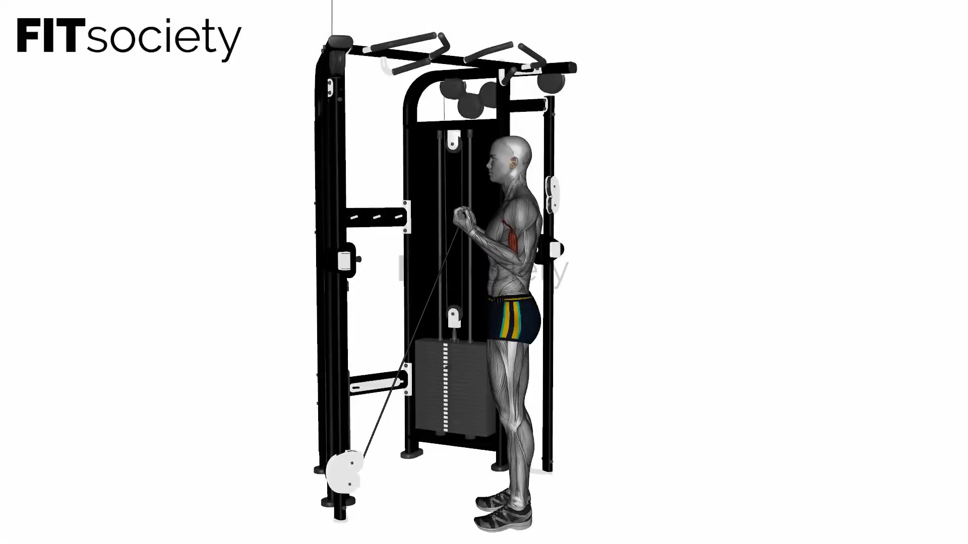 Low Cable Machine Biceps Curl, Standard Grip