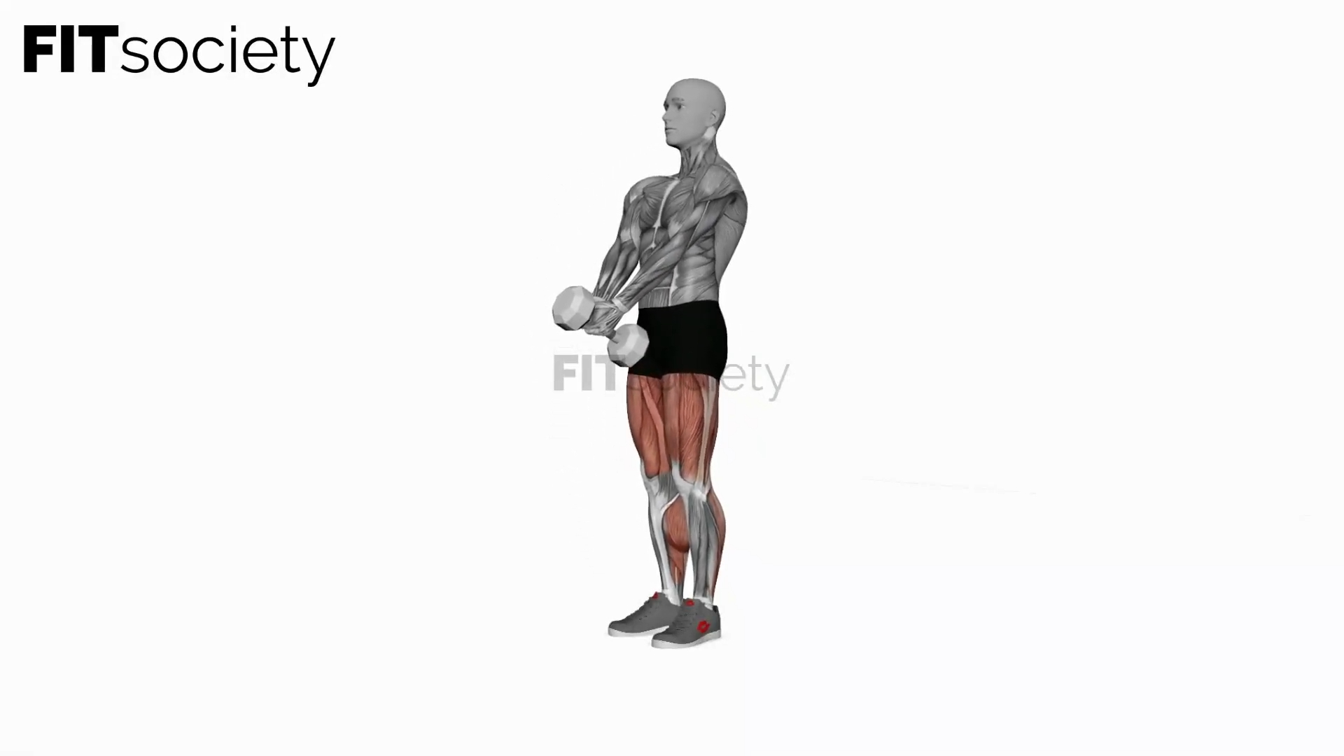 Dumbbell Straight Legs Deadlift