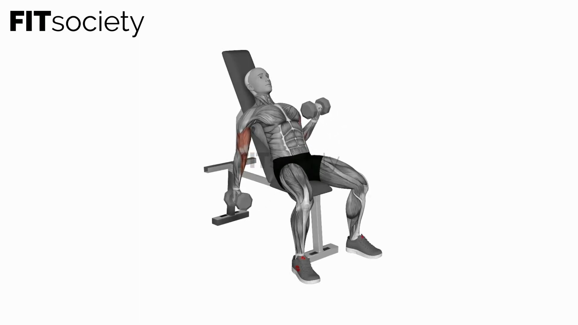Dumbbell Incline Alternate Curl