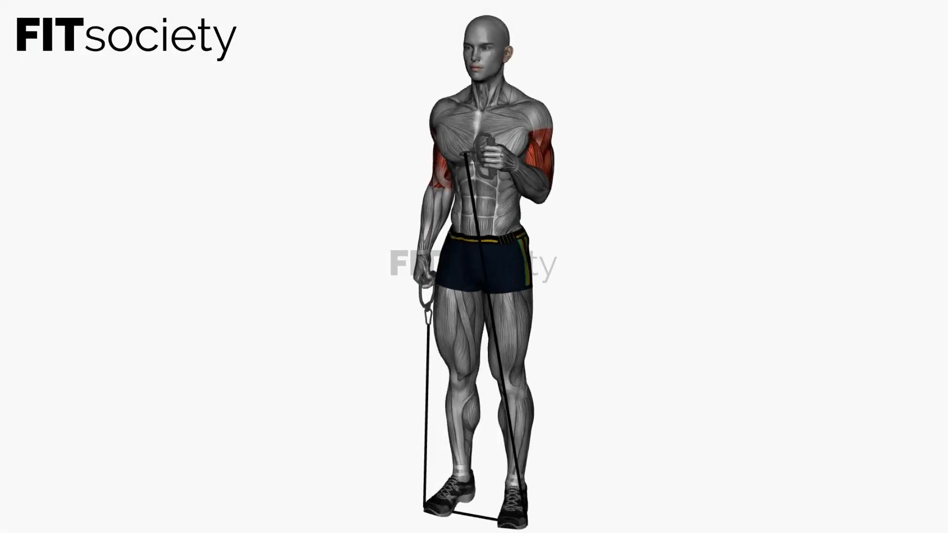 Alternating Biceps Hammer Curls with Resistance Band