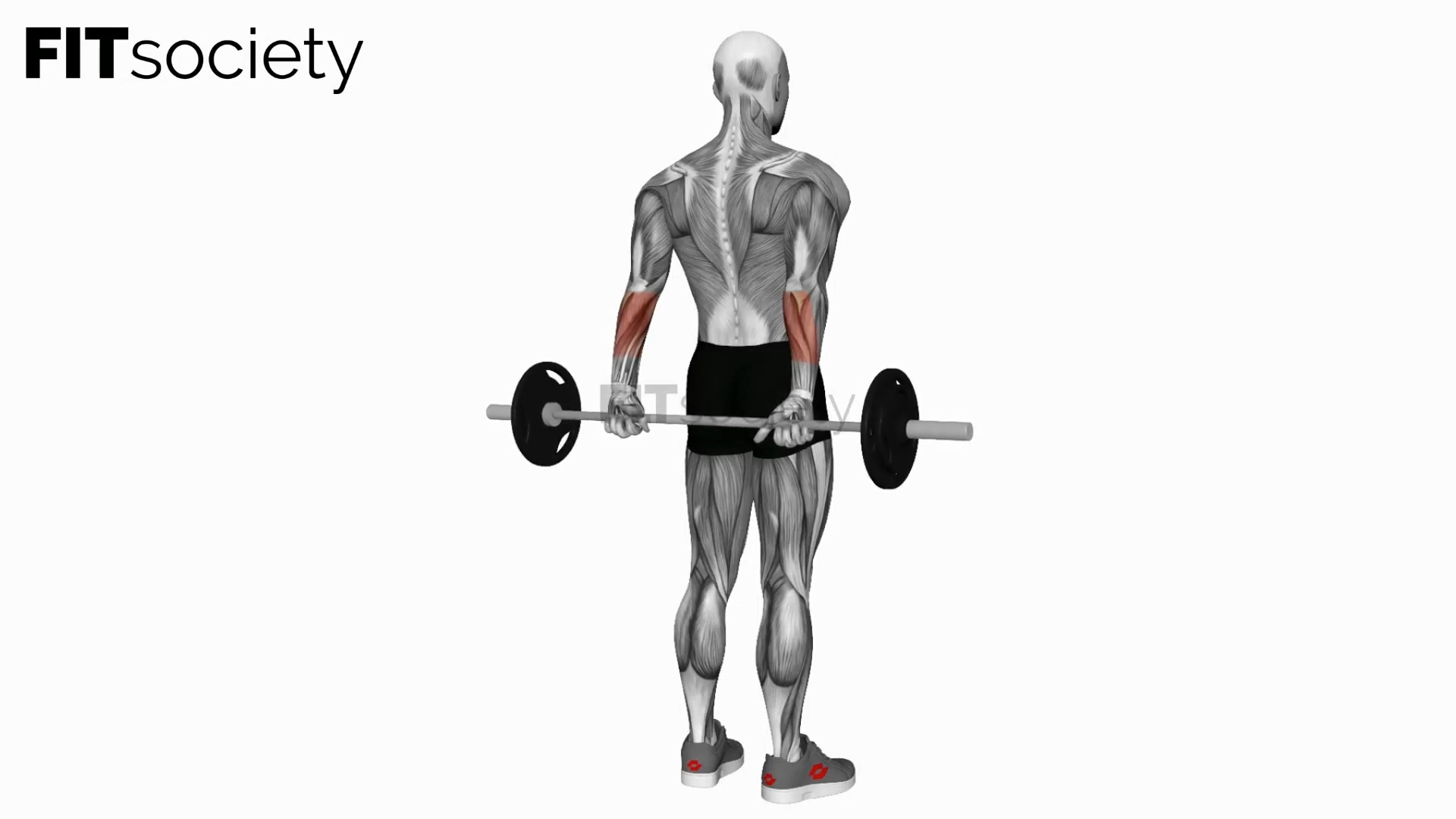 Barbell Standing Back Wrist Curl