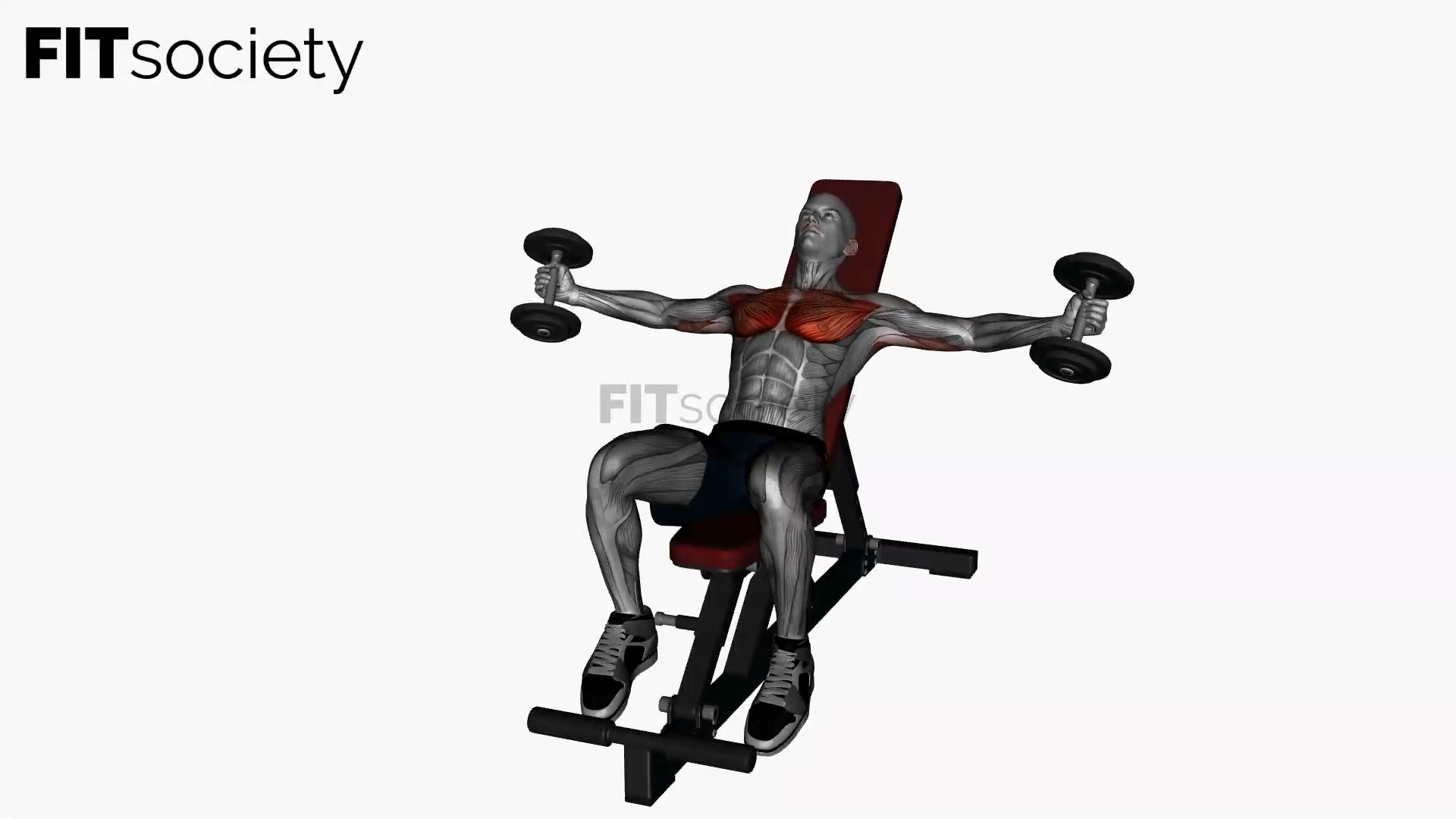 Dumbbell Fly Incline Bench